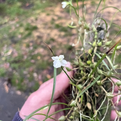 Neolauchia pulchella alba