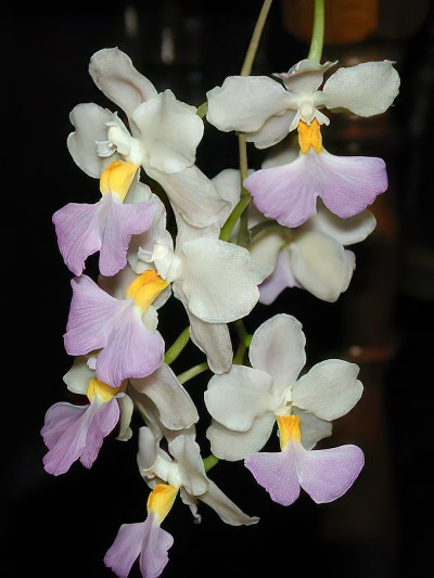 Odontoglossum citrosmum(Cuitlauzinia pendula)