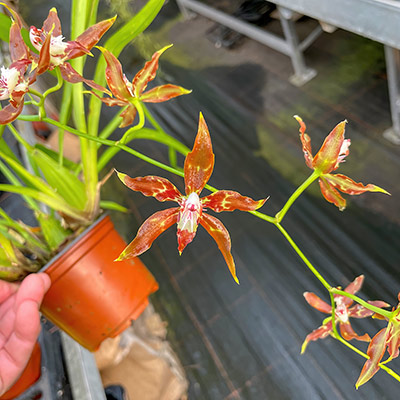 Odontoglossum cristatum