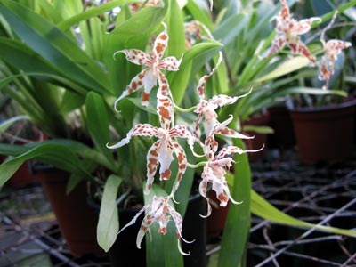 Odontoglossum crocidipterum