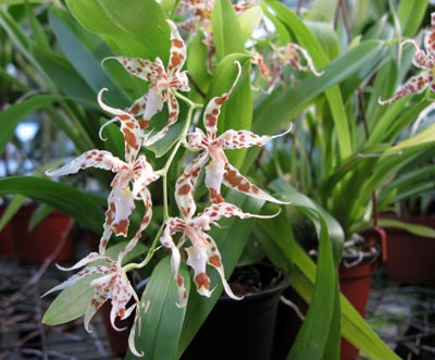 Odontoglossum crocidipterum