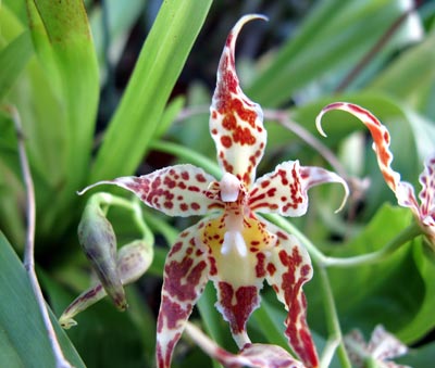 Odontoglossum crocidipterum