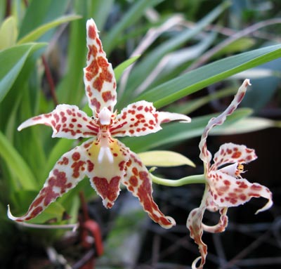 Odontoglossum crocidipterum