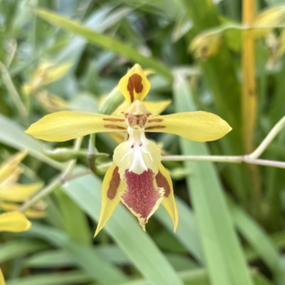 Odontoglossum portillioides