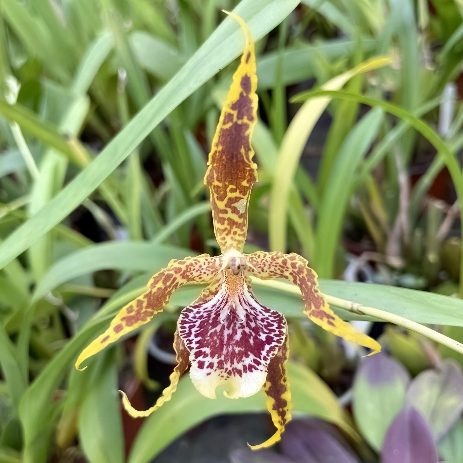 Odontoglossum   andreeteanum