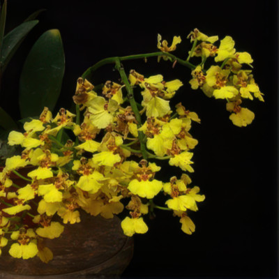 Oncidium ampliatum