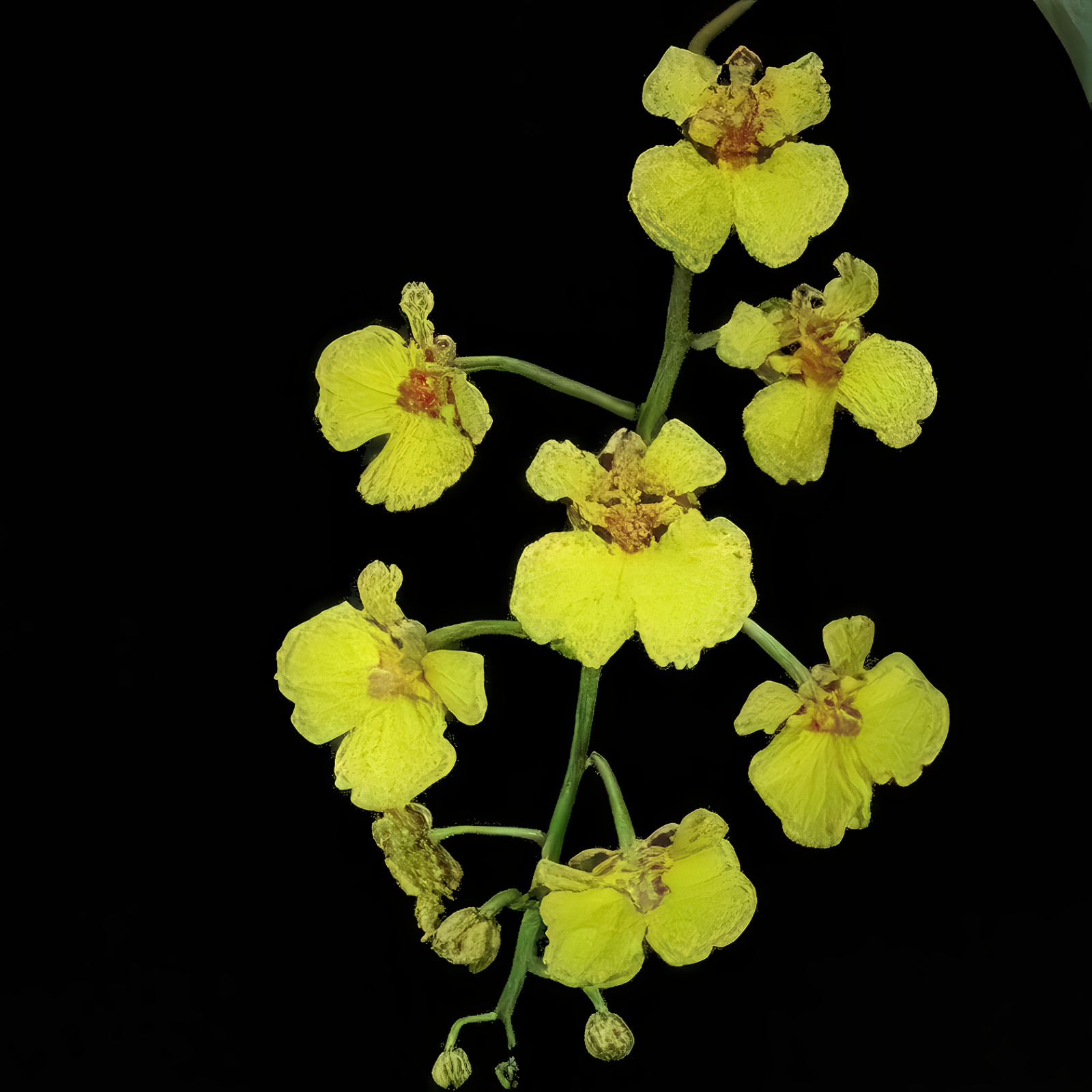 Oncidium ampliatum