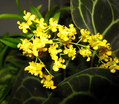 Oncidium cheirophorum