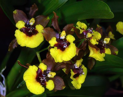 Oncidium eurycline