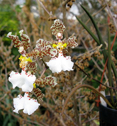 Oncidium johnesianum