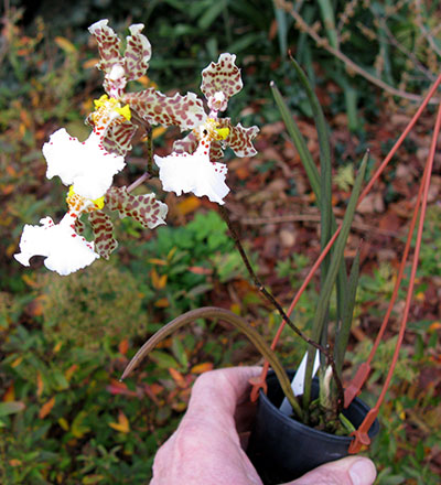 Oncidium johnesianum