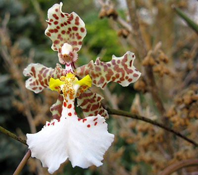 Oncidium johnesianum