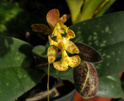 Oncidium limminghei