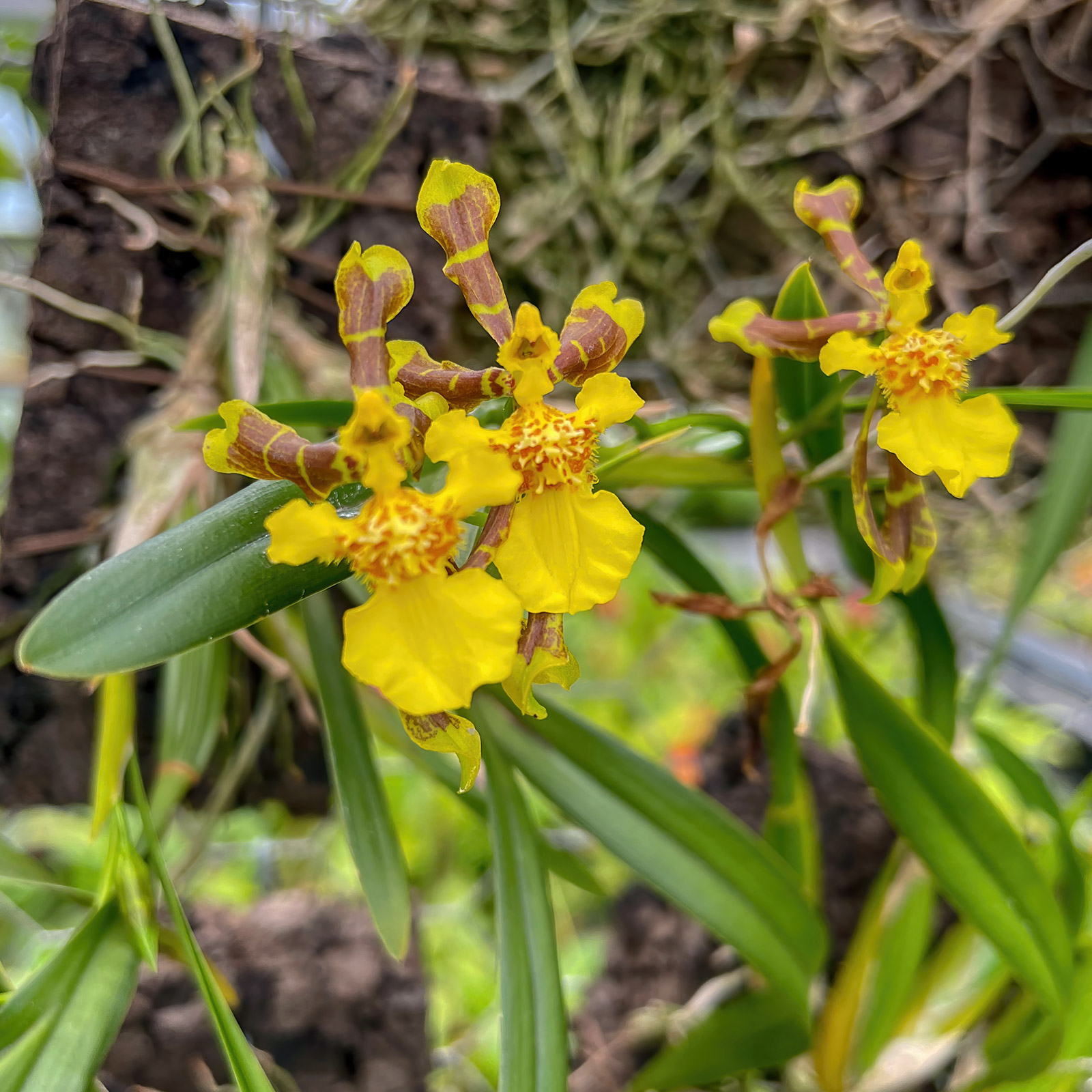 Oncidium longipes