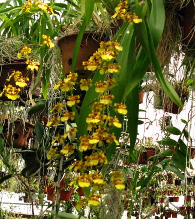 Oncidium sphacelatum