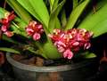 Oncidium Twinkle 'Red Fantasy'