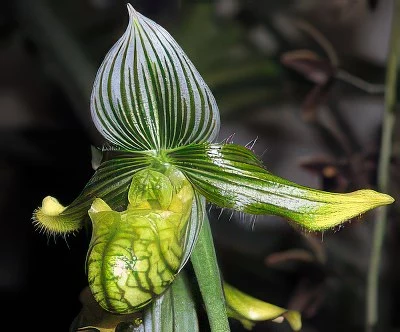 Paphiopedilum venustum alba