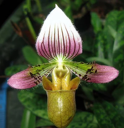 Paphiopedilum acmodontum