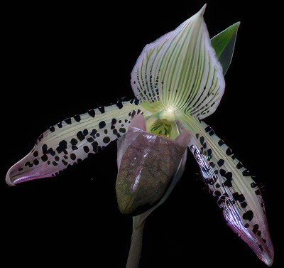 Paphiopedilum argus