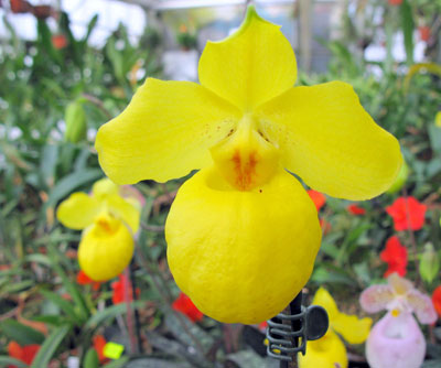 Paphiopedilum armeniacum