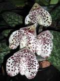 Paphiopedilum bellatulum