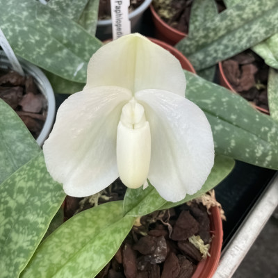 Paphiopedilum bellatulum alba