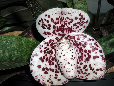 Paphiopedilum bellatulum