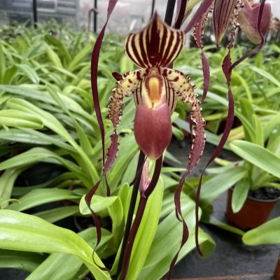 Paphiopedilum Booth's Sand Lady