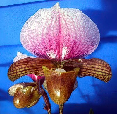 Paphiopedilum charlesworthii