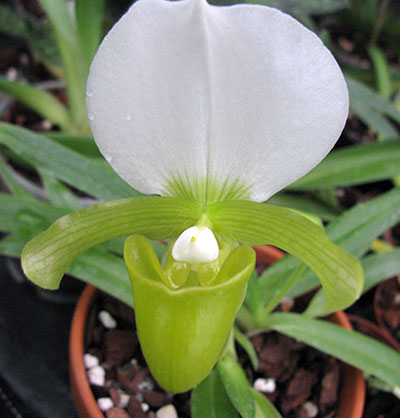 Paphiopedilum charlesworthii alba