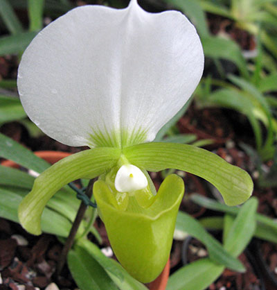 Paphiopedilum charlesworthii alba