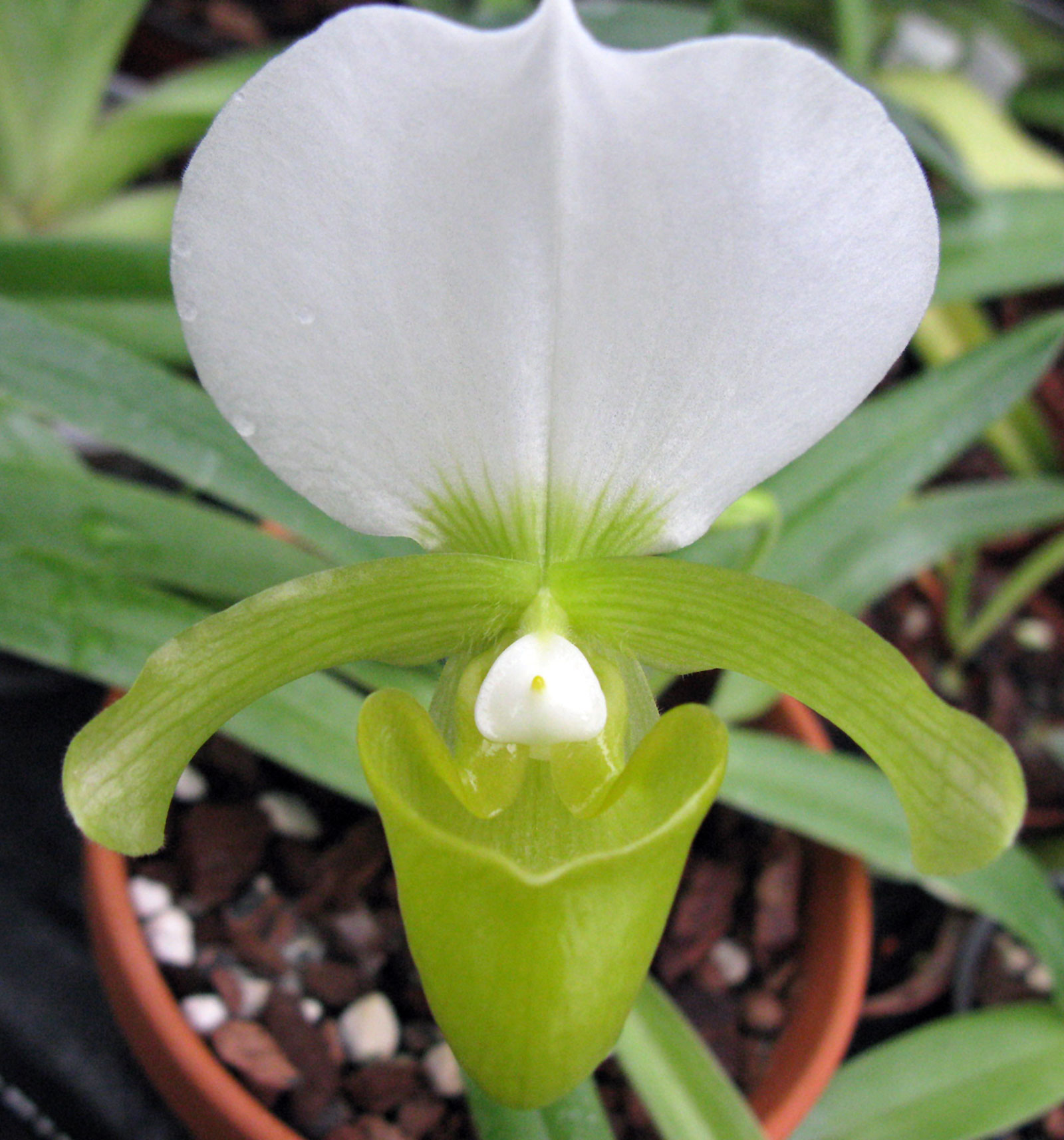 Paphiopedilum charlesworthii alba