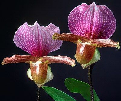 Paphiopedilum charlesworthii