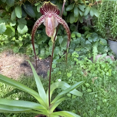 Paphiopedilum Chou-Yi Diamond