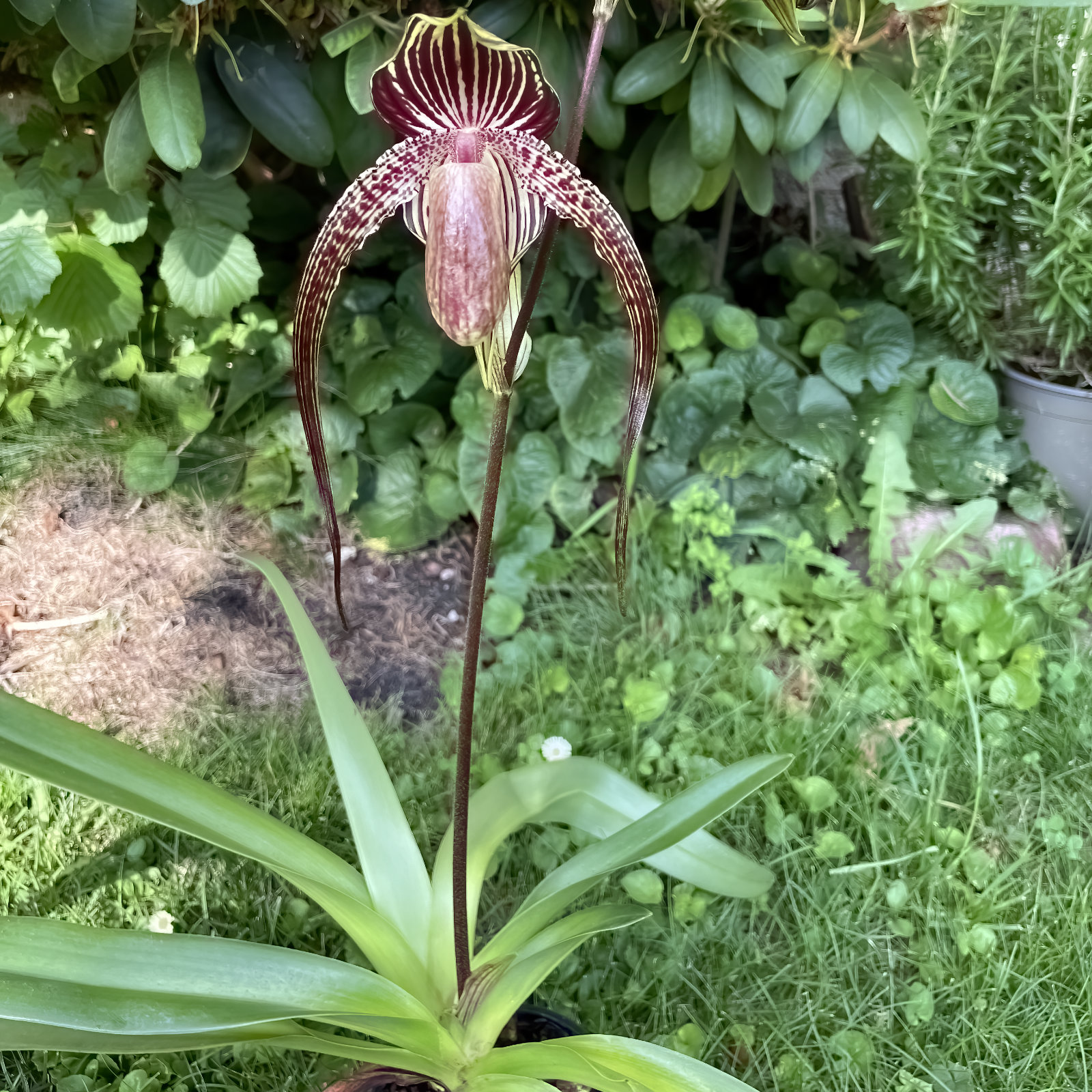 Paphiopedilum Chou-Yi Diamond