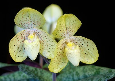 Paphiopedilum concolor