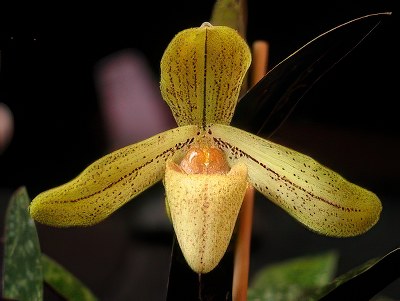 Paphiopedilum josianae (concolor var. longipetalum)