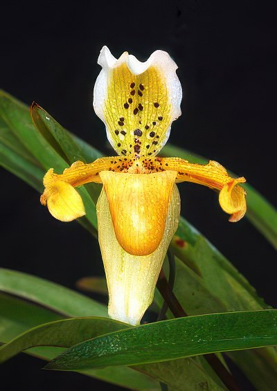 Paphiopedilum exul