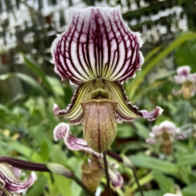 Paphiopedilum fairrieanum