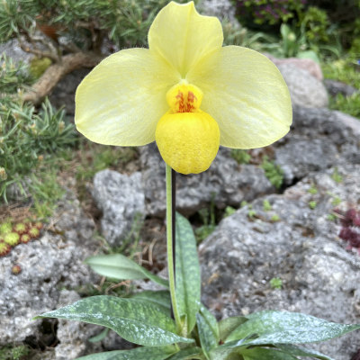 Paphiopedilum ,,Franz Glanz''