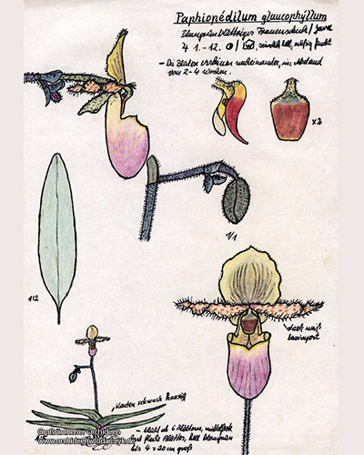 Paphiopedilum glaucophyllum
