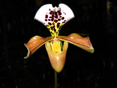 Paphiopedilum gratrixianum