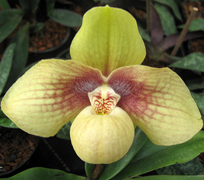 Paphiopedilum hangianum
