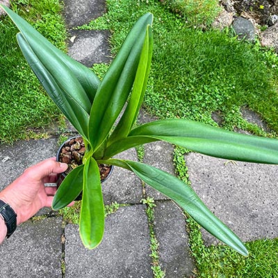 Paphiopedilum haynaldianum