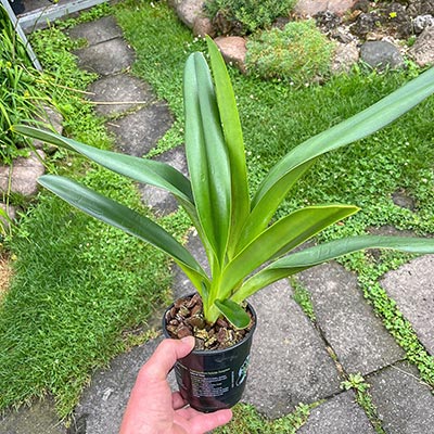 Paphiopedilum haynaldianum