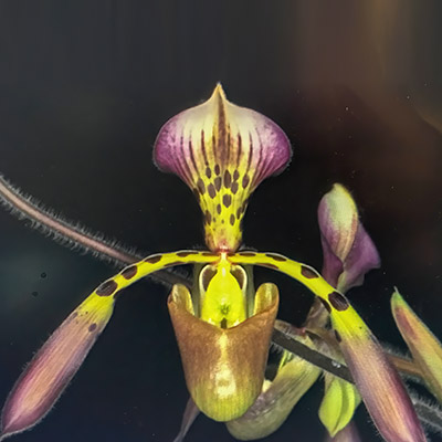 Paphiopedilum haynaldianum