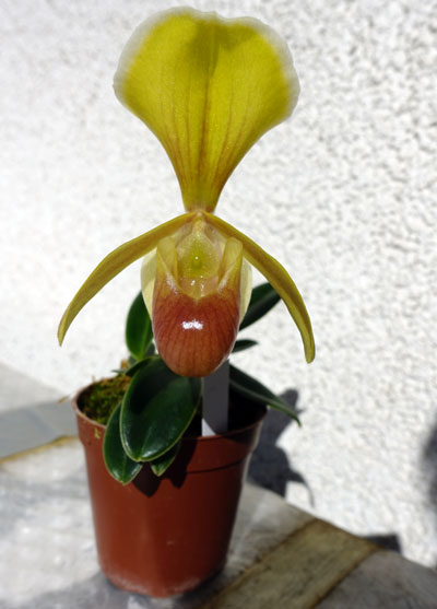 Paphiopedilum helenae