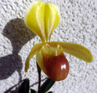 Paphiopedilum helenae