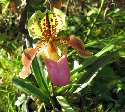 Paphiopedilum henryanum