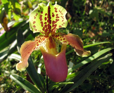 Paphiopedilum henryanum